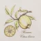 White Lemon on Cotton